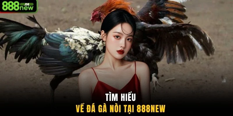 Tìm hiểu về đá gà Nòi tại 888NEW