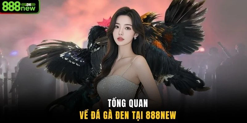 Tổng quan về đá gà Đen tại 888NEW
